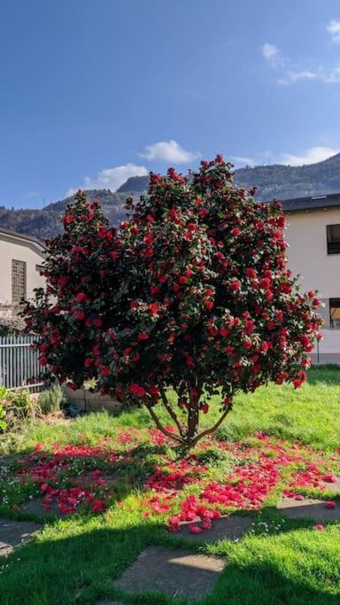 Apartament La Begonia Morbegno Zewnętrze zdjęcie